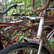 Many bicycles decompose alongside their 4 wheeled brethren